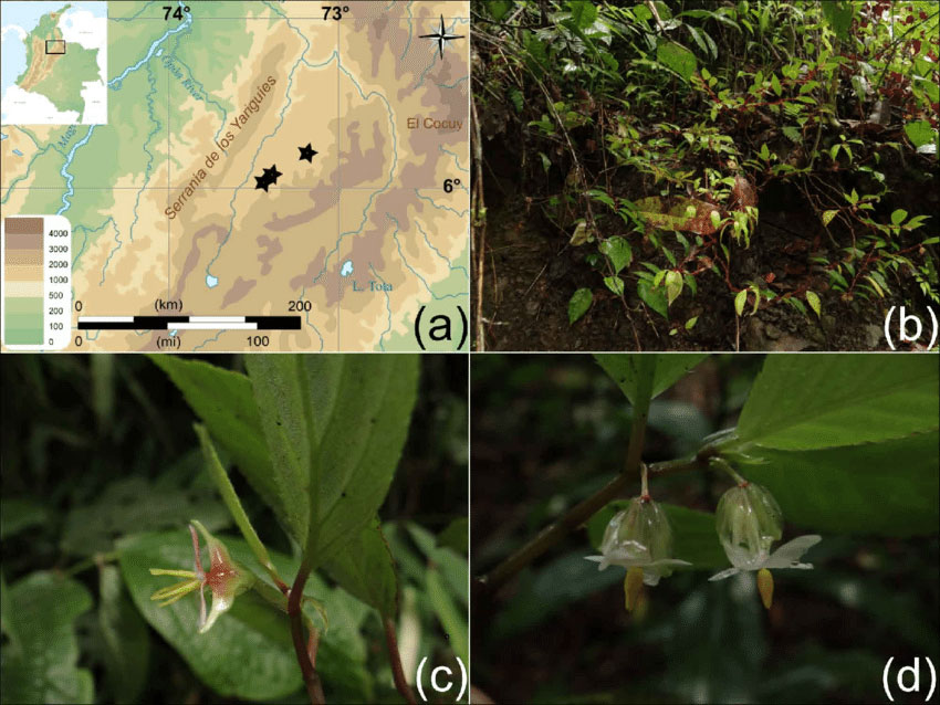 B. solaniflora